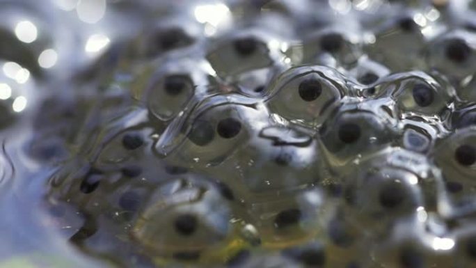 胚胎蝌蚪鱼子酱在池塘Spbd的青蛙鱼卵中移动。poliwog在水中特写镜头。产卵