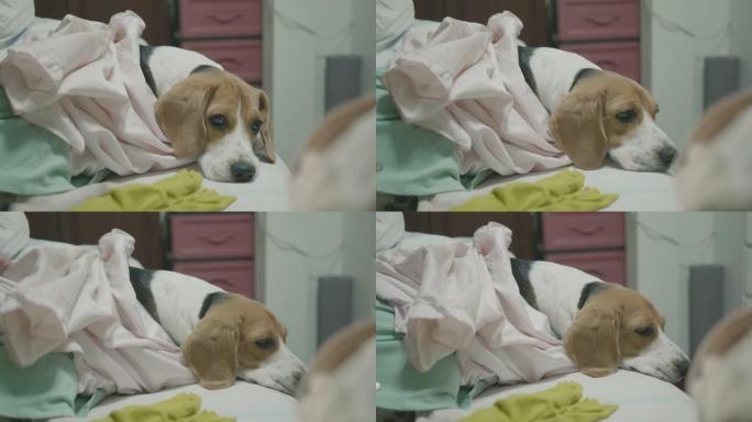 可爱的小猎犬在房间里和女人玩耍