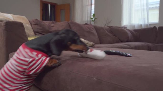 腊肠犬小狗笨拙地试图跳上沙发，同时抓起一个玩具，但第一次没有成功。短腿狗克服高障碍是困难和危险的。