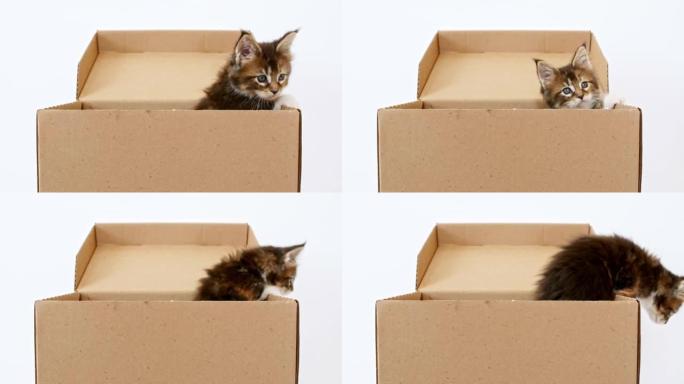 可爱的灰色小猫在一个纸板箱隔离在白色背景。好奇有趣的条纹猫藏在盒子里