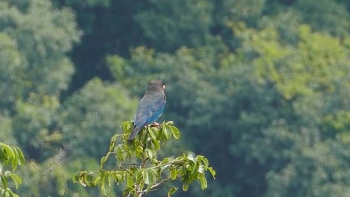 东方欧亚鸟栖息在热带雨林的树梢上。