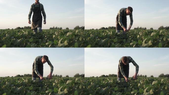 一个农民在黄豆地里剪坏了的叶子。农业综合企业在全世界都很受欢迎。