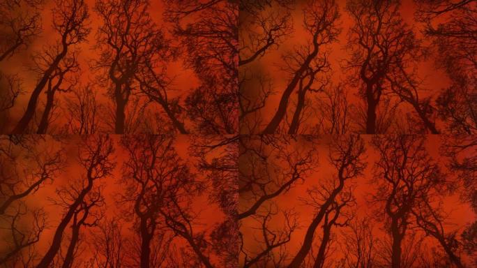 一场针对森林轮廓的大规模森林大火的特写视图
