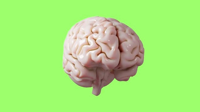 人脑解剖模型3D光面脑渲染孤立在绿屏键控背景医学