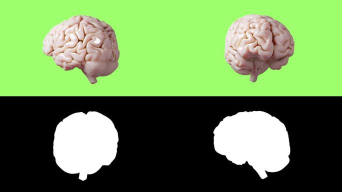 人脑解剖模型3D光面脑渲染孤立在绿屏键控背景医学