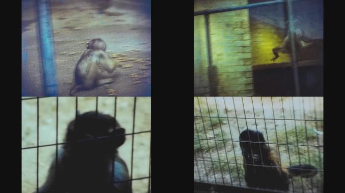伦敦1977，动物园里的猴子