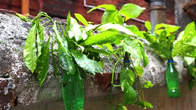 DIY塑料瓶用植物壶挂在花园里。