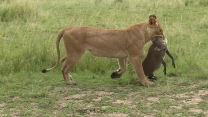 非洲狮雌性与疣猪
