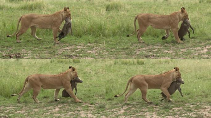 非洲狮雌性与疣猪