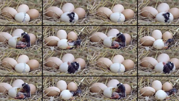 鸡蛋孵化鸡的进化，逐步孵化幼鸡，