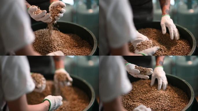 关闭高级男子和他的工人拿着一把生咖啡豆微笑着对从储物桶中挖出的质量感到满意，准备咖啡烘焙过程