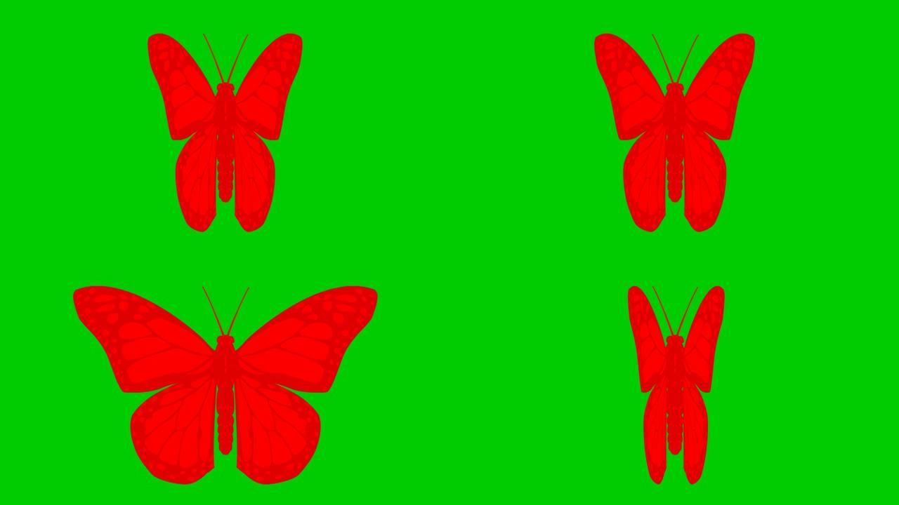 动画红色蝴蝶襟翼。循环视频。孤立在绿色背景上的平面矢量插图。