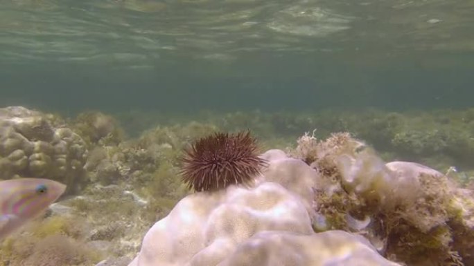 海胆在珊瑚上爬行。穴居顽童或钻岩顽童 (Echinometra mathaei)