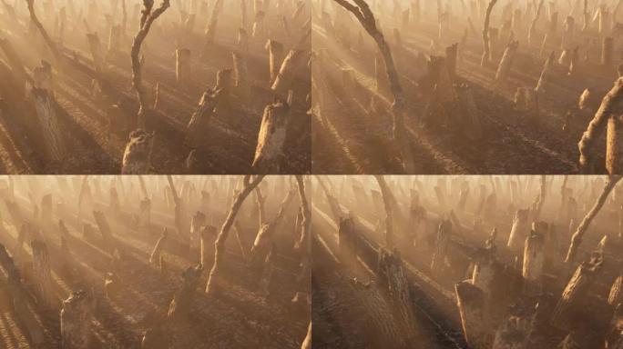 一架摄像机拍摄森林火灾后被毁坏的森林