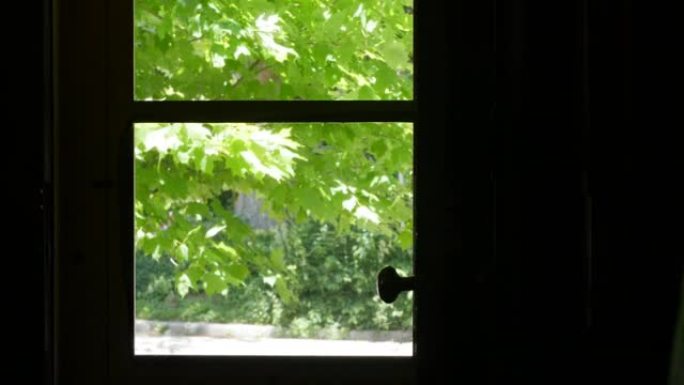 树木在蓝天下的夏日风中沙沙作响，穿过窗户和木框
