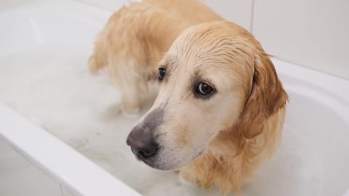 全浴缸里的金毛猎犬狗