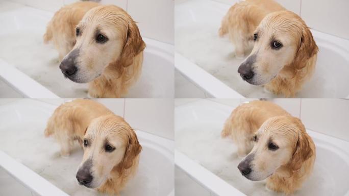 全浴缸里的金毛猎犬狗