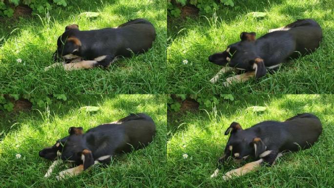 狗躺在草地上，啃骨头。狗嚼骨头
