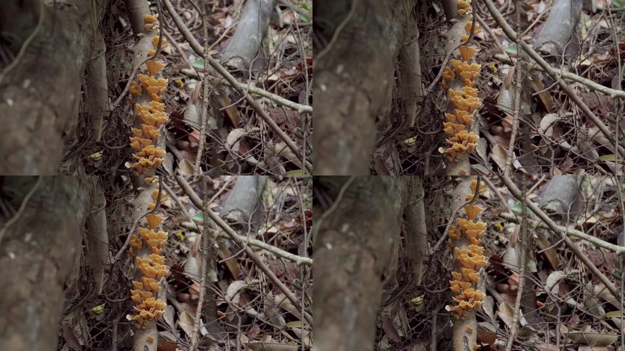 雨林中的棕色蘑菇。在浮木上生长的野生蘑菇。真菌-火种真菌家族在丛林中倒下的树干上生长。