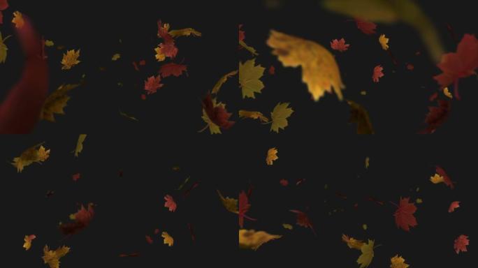多个秋叶落在黑色背景上的动画