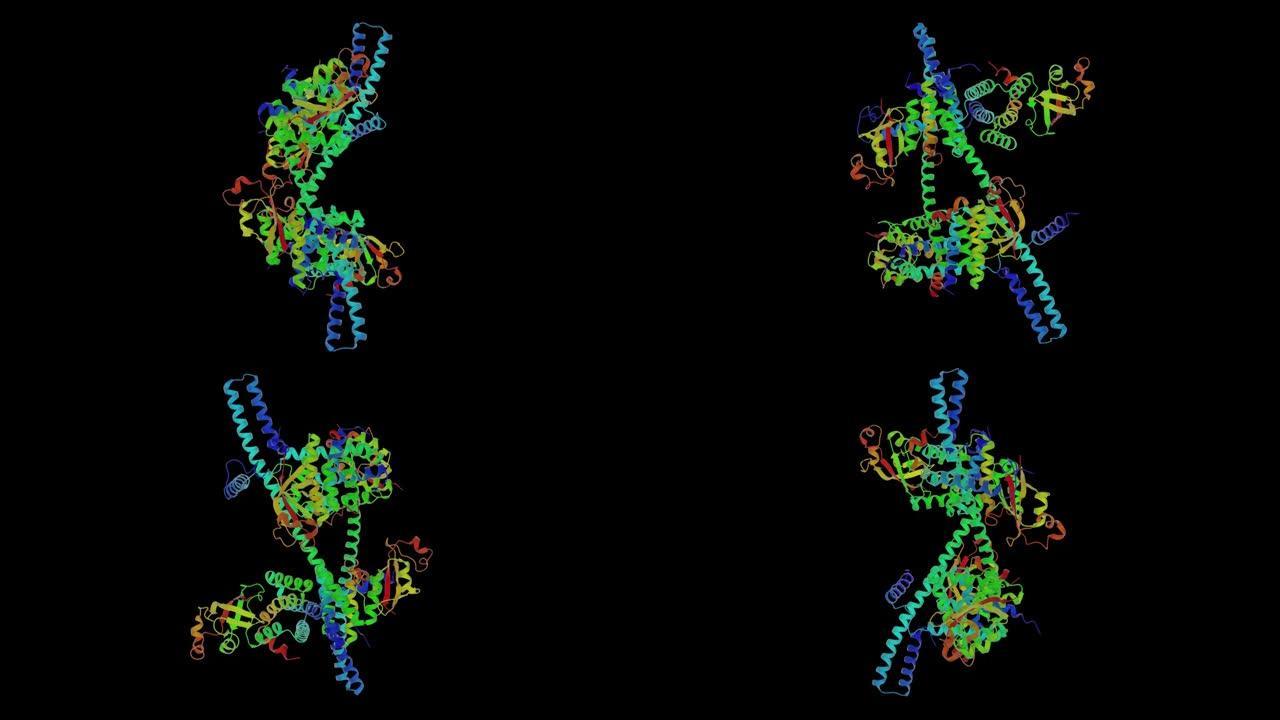 非结构蛋白传染性非典型肺炎-CoV超级复合物的2ahm晶体原子结构