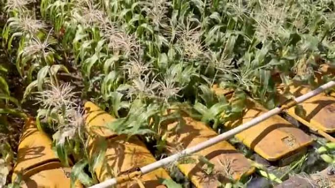 收获玉米植物的4k视频片段