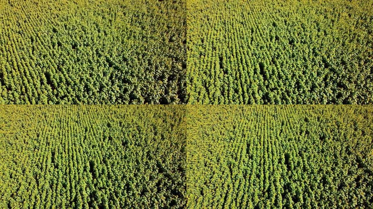 飞越向日葵田地的空中无人机视图。农村农业景观。