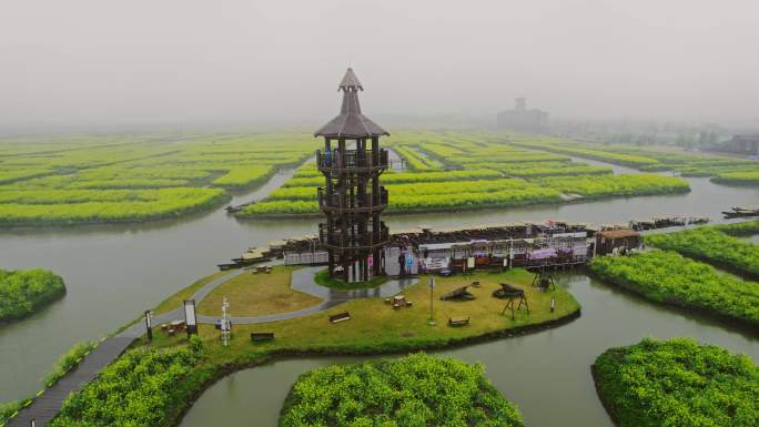 泰州兴化油菜花