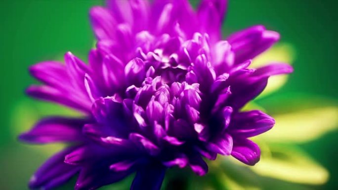 蓝紫紫翠花开放开花的时间流逝，发芽春天的时间过程