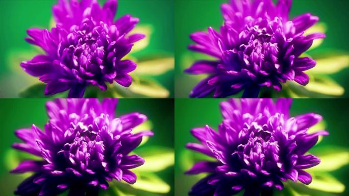 蓝紫紫翠花开放开花的时间流逝，发芽春天的时间过程