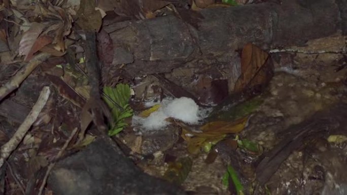泡沫巢的青蛙的蛋漂浮在急流河溪水与落叶和分支在热带雨林。森林丛林中的夜间狩猎。