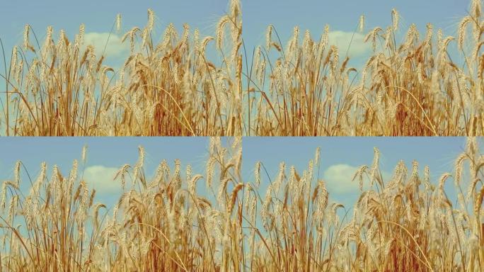 晴天，风吹着小麦的金色小穗，在蓝天背景下