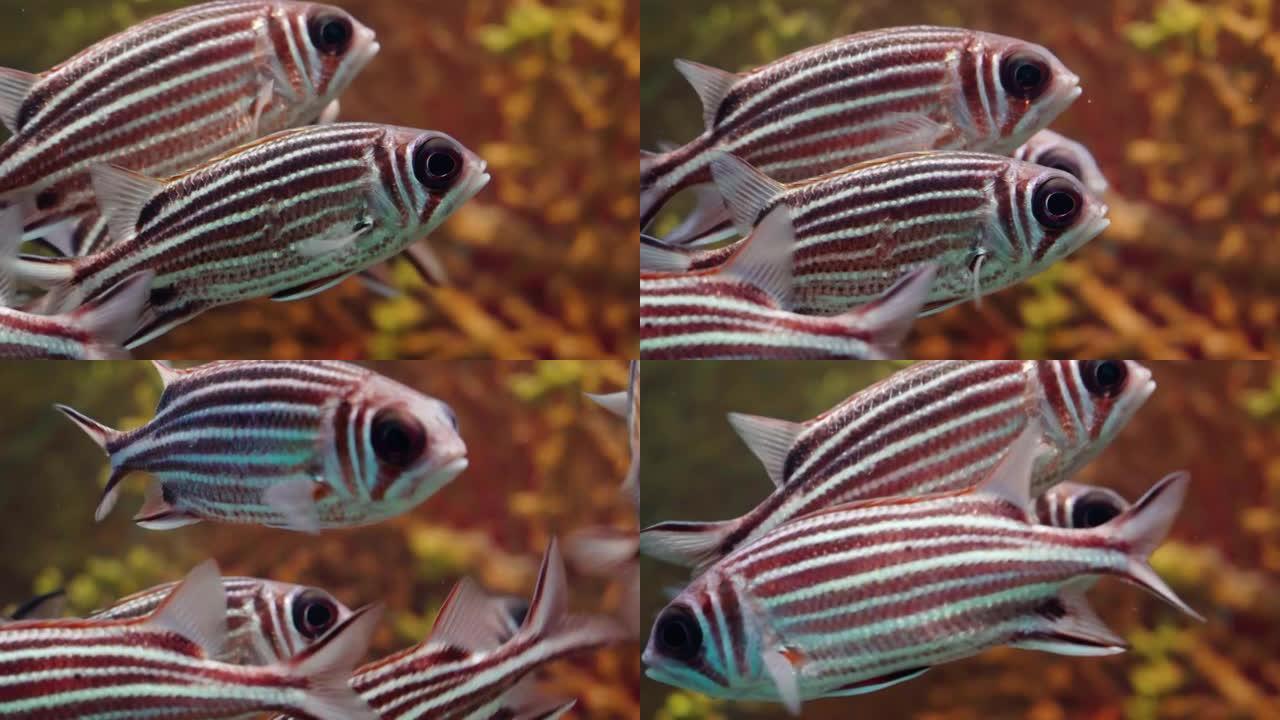 特写镜头，红松鼠鱼在礁石上面对蓝色海水的巨大眼睛中移动。