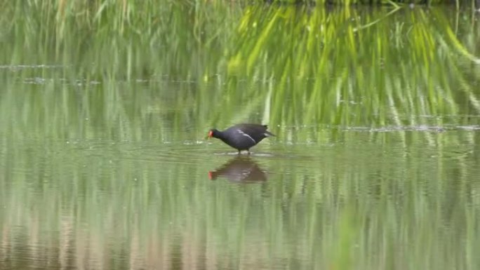 春天在英国南部一个大湖的浅水中觅食的一种野生水雉