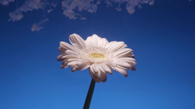 美丽的菊花白花在蓝色背景上，带有抽象的白色