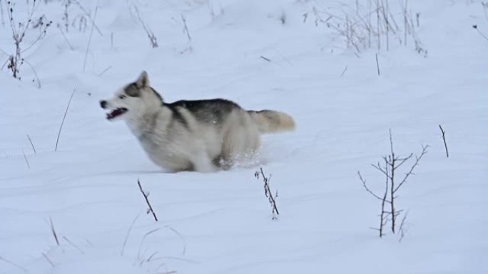 快乐的哈士奇在森林附近的白雪皑皑的草地上奔跑，与狗一起冬季散步，宠物慢动作。
