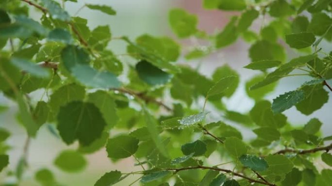 雨时，慢动作雨滴从绿叶桦树上滴落。选择性关注绿叶前景。雨水落在绿色植物的叶子上。平静放松的冥想平静的