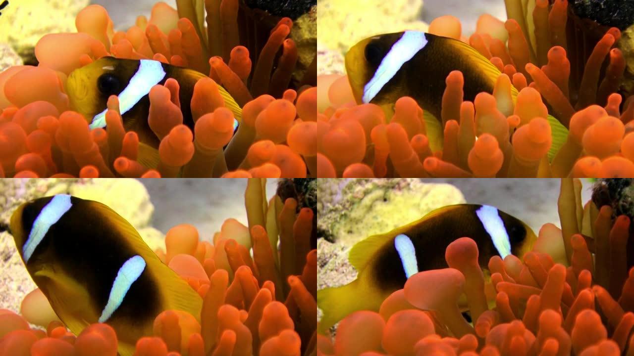 亮橙色气泡海葵在红海水下的小丑鱼。