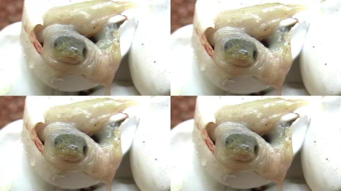 婴儿方格龙骨蛇孵化