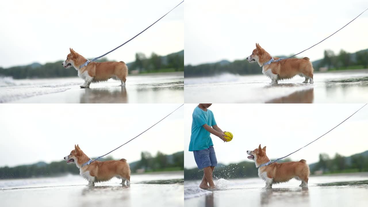 亚洲孩子和狗柯基犬一起在海滩散步。友谊和假期的概念