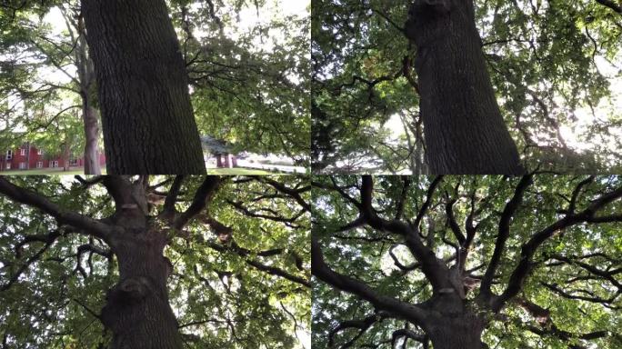 火鸡橡树 (栎树)-整棵树