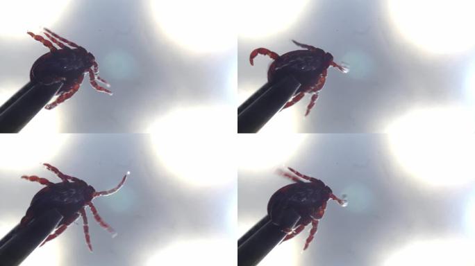 螨虫被镊子提取，并在微距镜头中快速移动其小腿