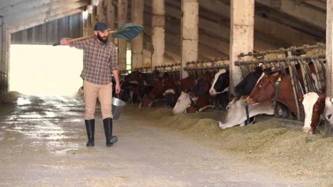 4k视频年轻农场工人拿着水桶和铁锹，走过牛棚，看着奶牛
