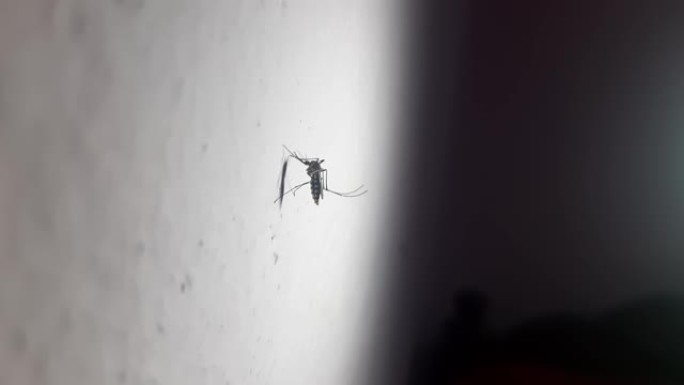 蚊子坐在墙上。