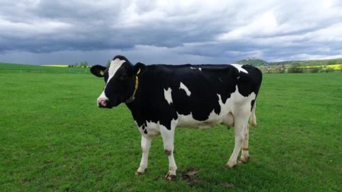 春天草地上的弗里斯兰荷斯坦奶牛
