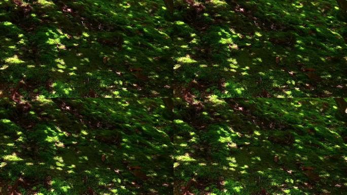 春日下闪耀的苔藓阳光苔藓特写视频素材