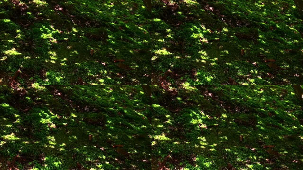 春日下闪耀的苔藓阳光苔藓特写视频素材