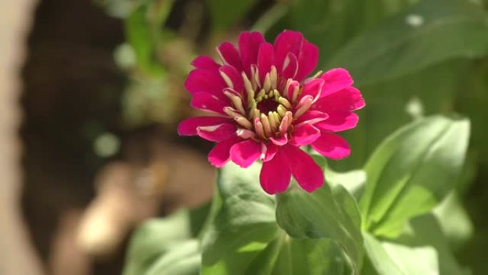 百日草花 (拉丁语.Zinnia)