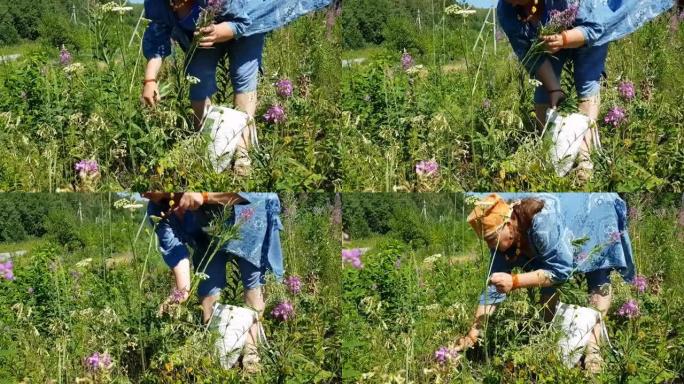 一位老年妇女收集伊凡茶的叶子进行发酵。药材收藏