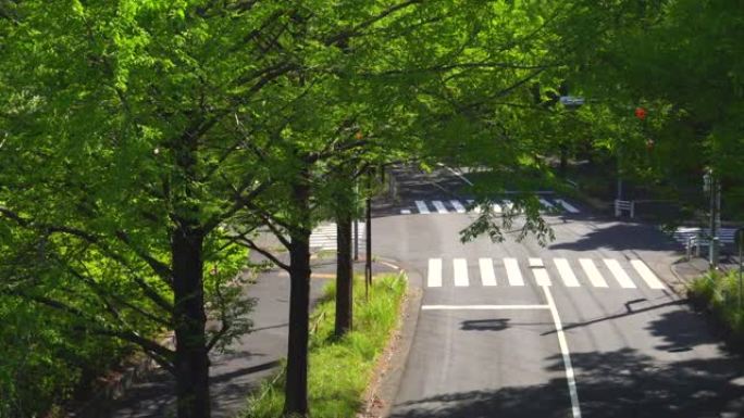 春天的路。新的绿色街道树。人行横道
